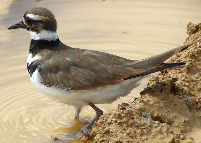 Brown-bird-wading