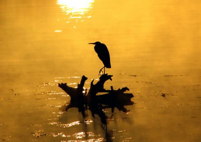 Crane-sunset-silhouette