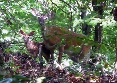 Doe-and-fawn