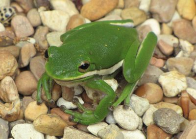 Green-frog