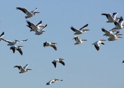 Pelicans-in-flight