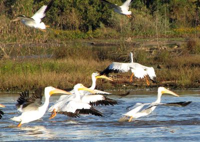 Pelicans-landing