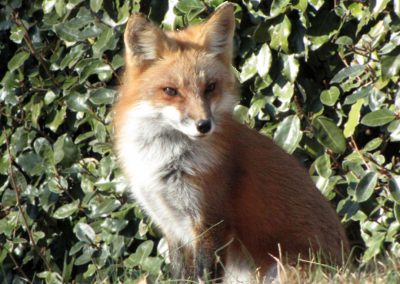 Red-Fox-Closeup