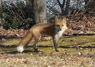 Red-Fox-full-body
