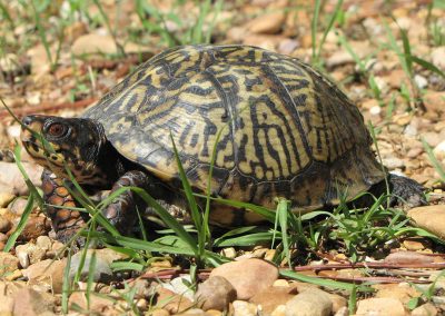 Turtle-on-ground