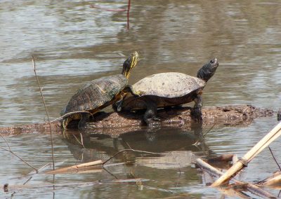 Turtles-on-log-in-water