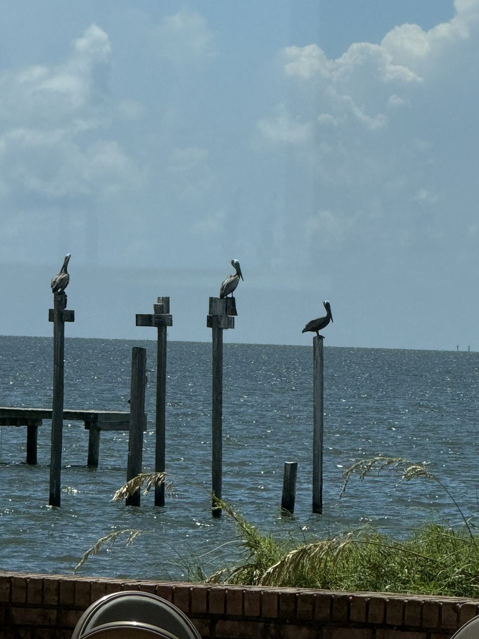 Pelicans perch on pilings over the bay.