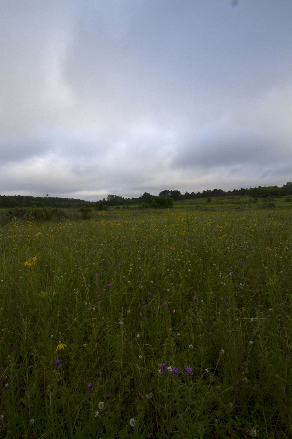 Black Belt prairie grasses and wildflowers