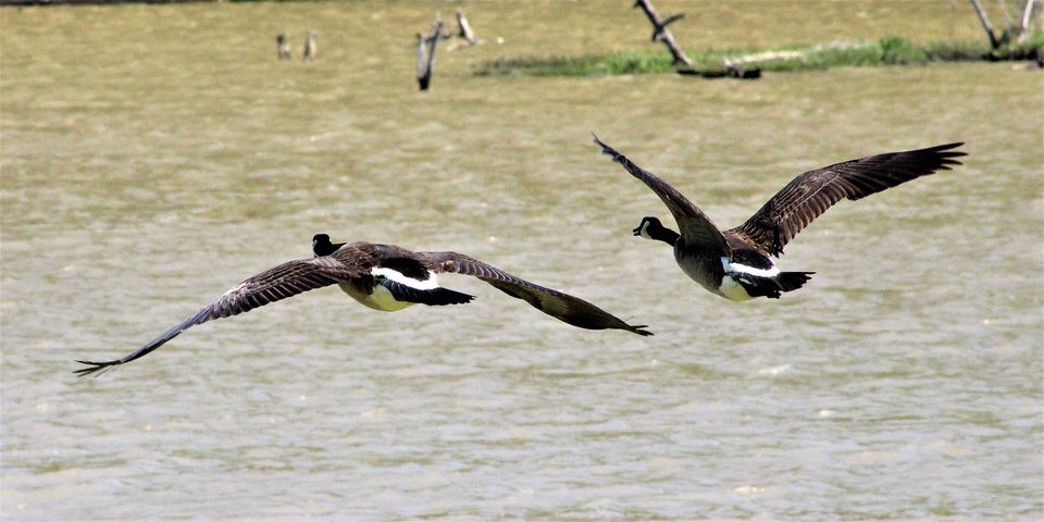 Two Canada geese flying low over the water