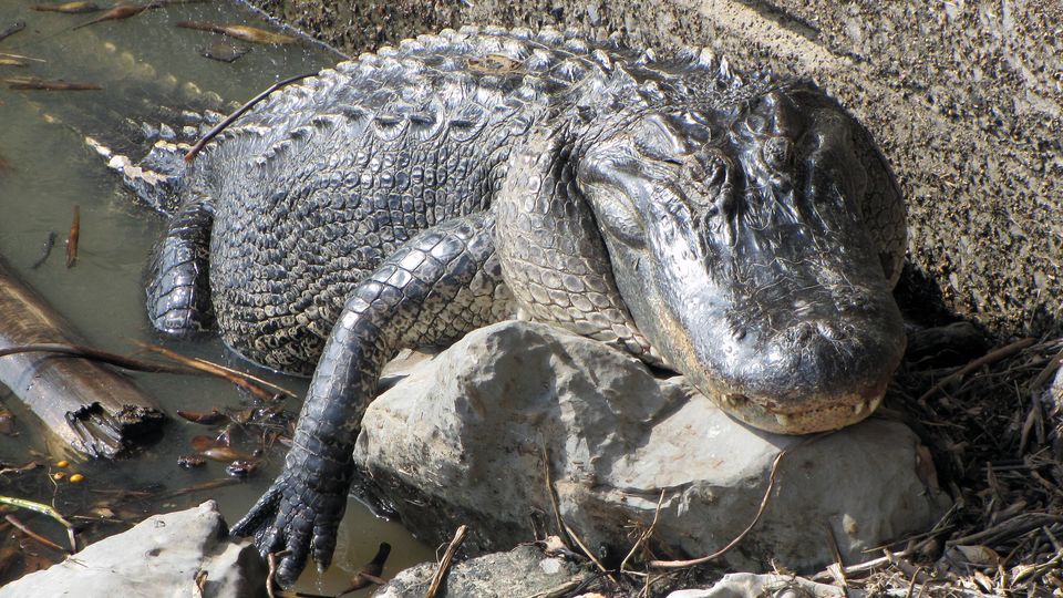 American alligator resting on a rock at the water's edge