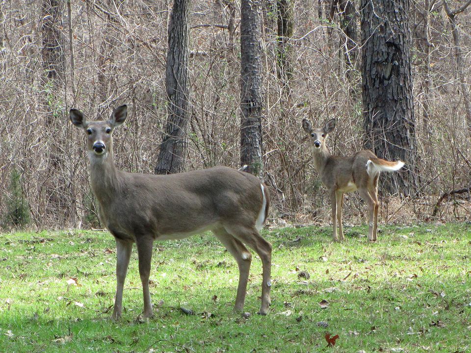 White-tailed deer in open woods