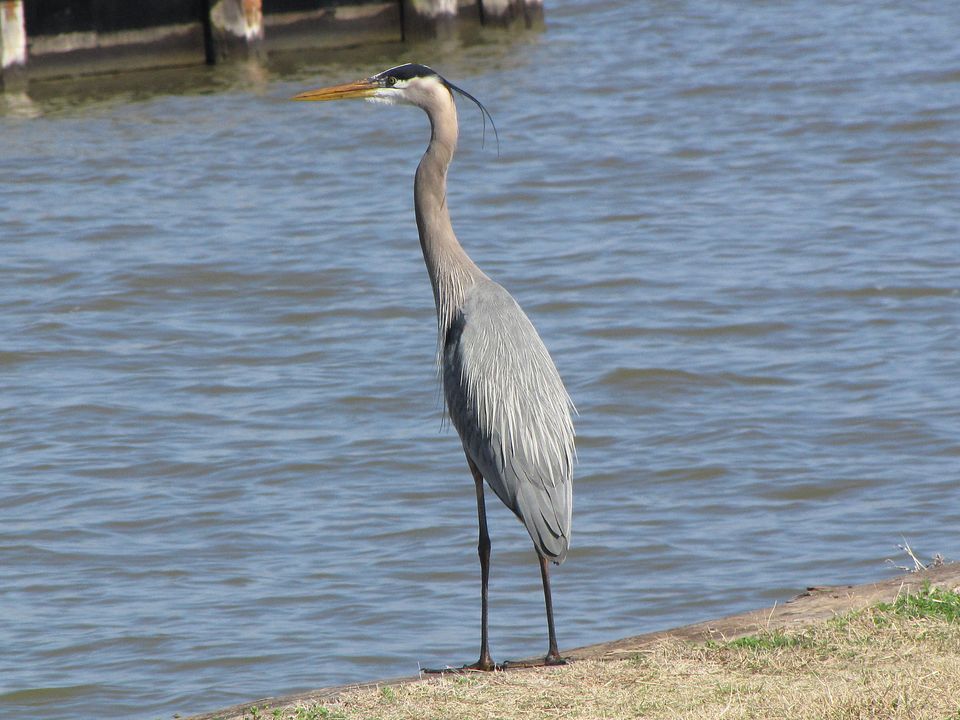 Great blue heron standing at the water's edge