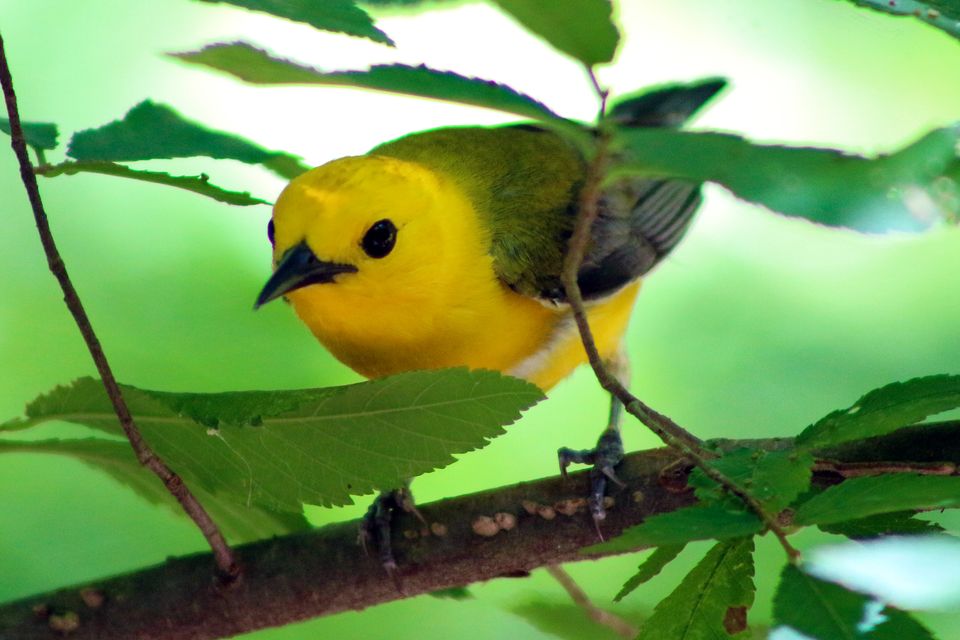 Bright yellow prothonotary warbler