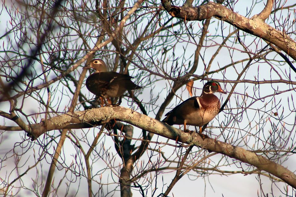 A pair of wood ducks perched on a branch