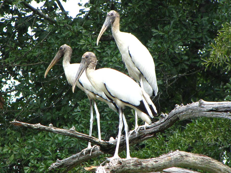 Three wood storks standing on a bare branch